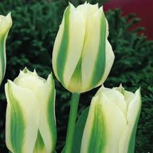 Spring Green 